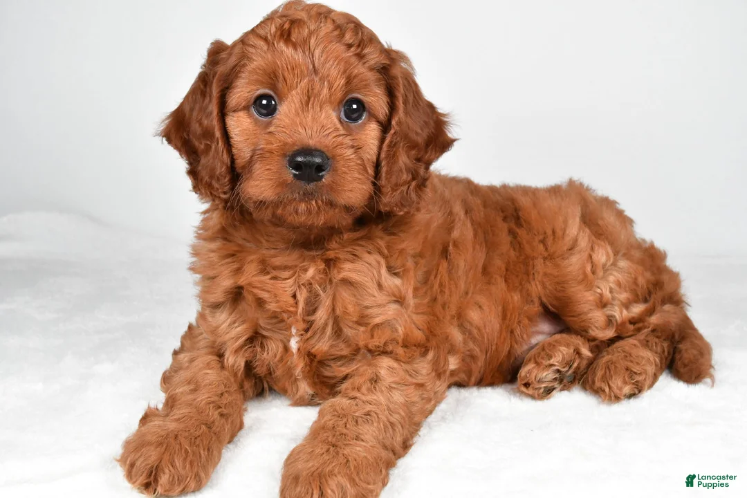 Cavapoo dogs for sale: Earl - Ad 1