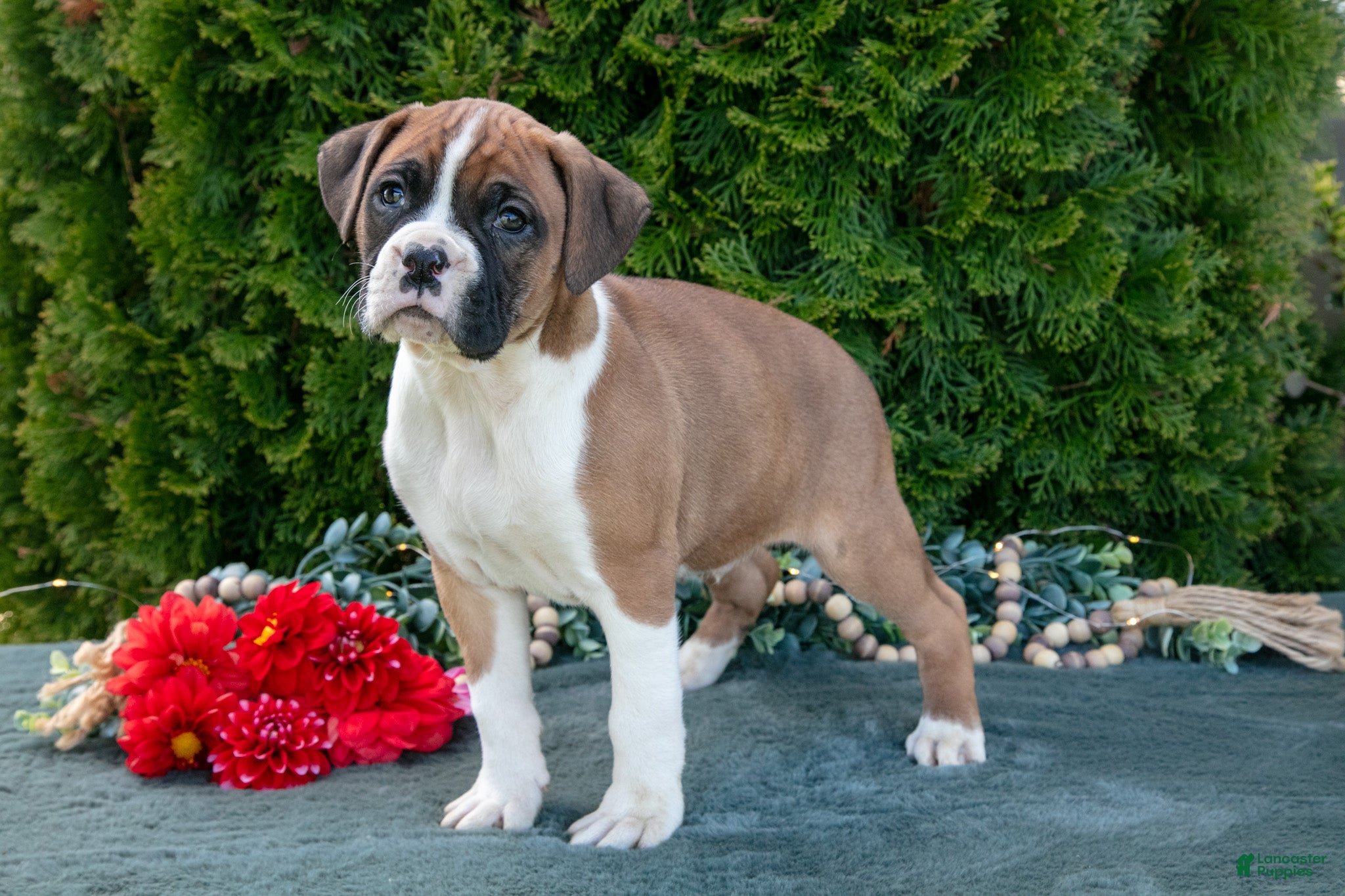 Boxer dogs Rusty - Ad 1