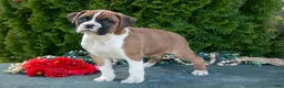 Boxer dogs for sale: Rusty - Ad 1