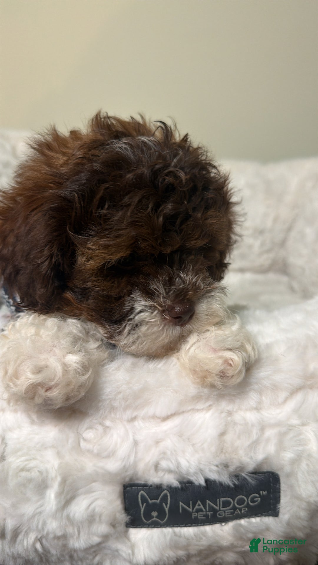 Shihpoo dogs for sale: Marley  - Ad 4