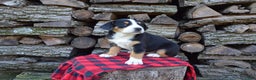 Greater Swiss Mountain Dog dogs for sale: Grace - Ad 4