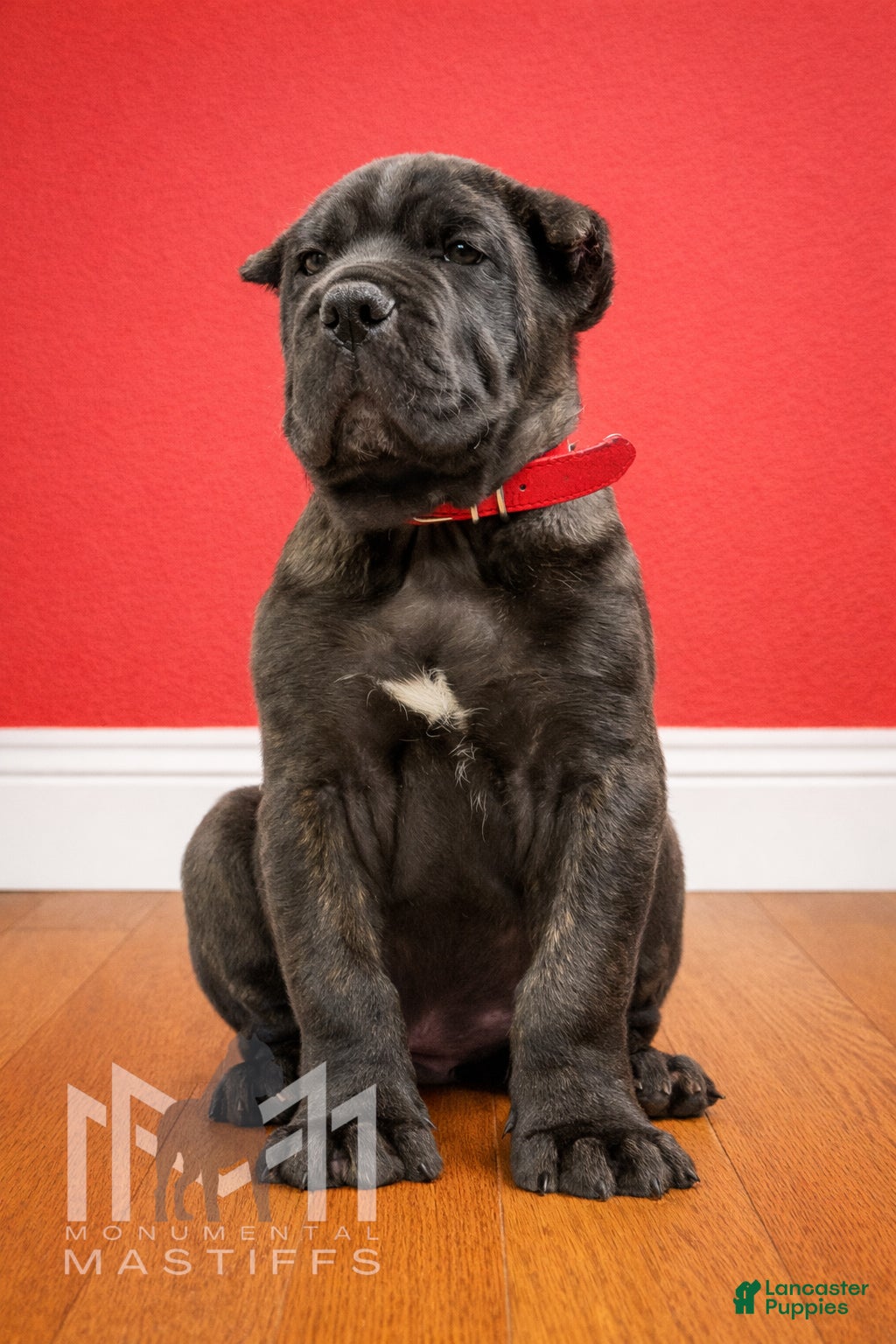 Mixed Breed dogs Red Collar Male - Ad 10