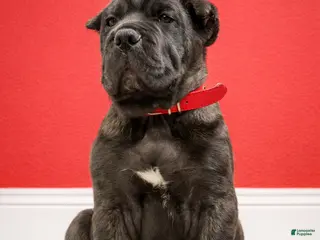 Mixed Breed dogs Red Collar Male - Ad 10