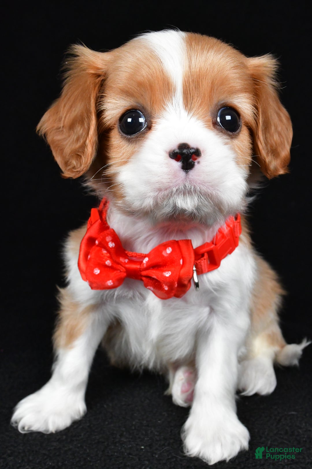 Cavalier King Charles Spaniel dogs for sale: Tyler - Ad 6