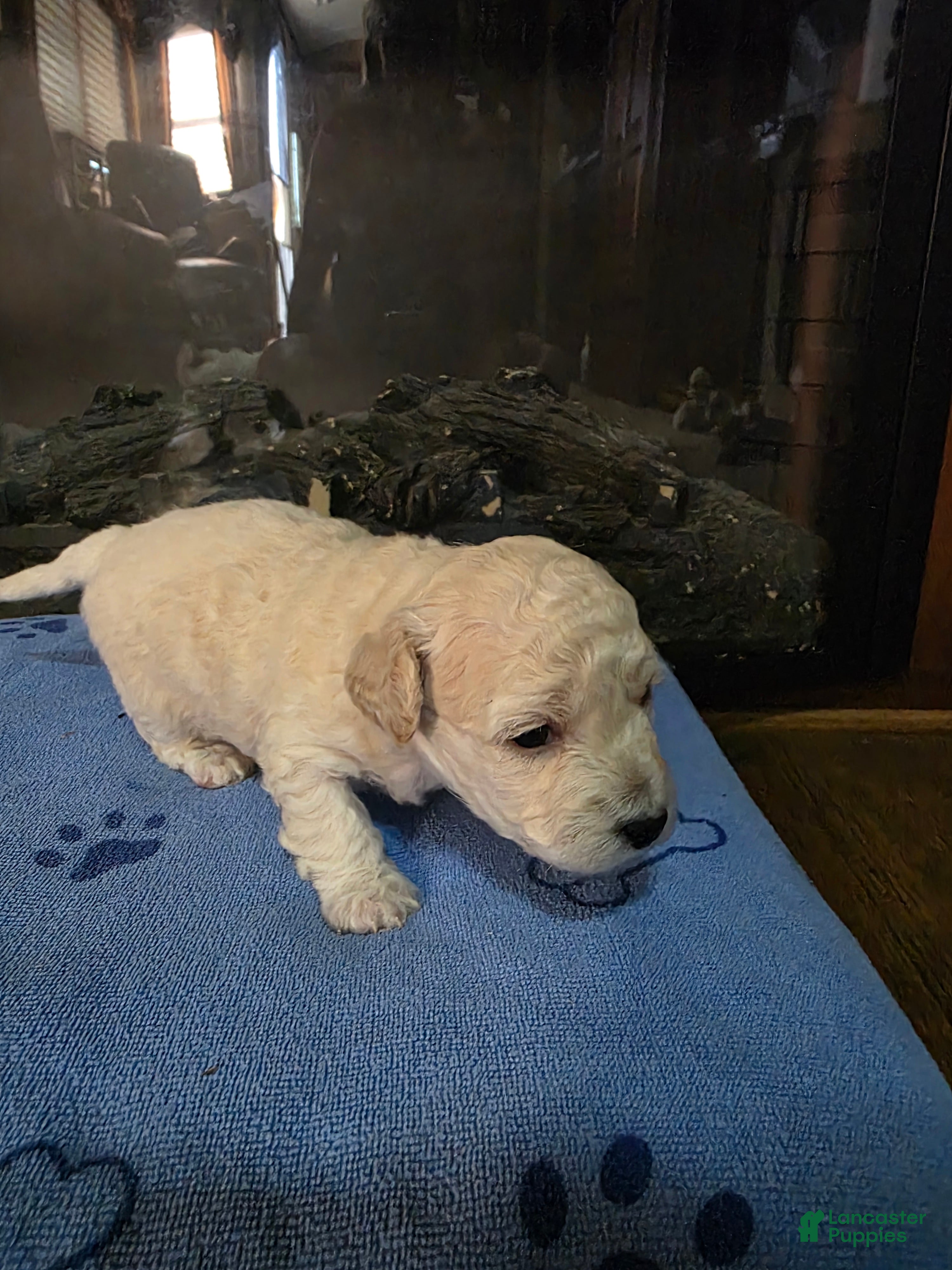 Maltipoo dogs Maltipoo Puppy 4 - Ad 12