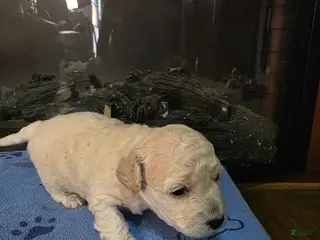 Maltipoo dogs Maltipoo Puppy 4 - Ad 39