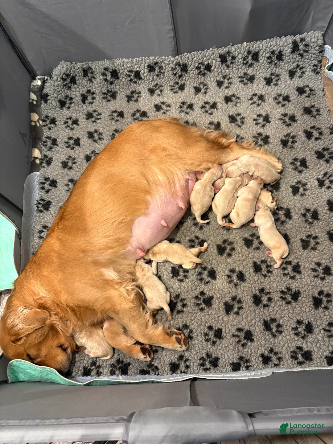 Golden Retriever dogs for sale: Golden Retriever Puppy 4 - Ad 1