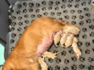 Golden Retriever dogs Golden Retriever Puppy 4 - Ad 7