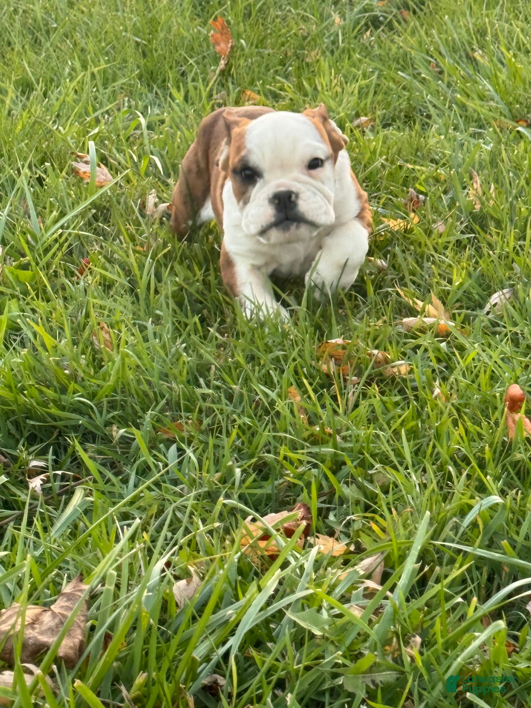 English Bulldog dogs for sale: Hunter  - Ad 7
