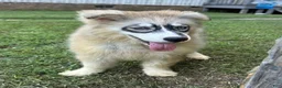 Siberian Husky dogs for sale: REYNA - Ad 25