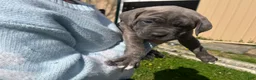 Cane Corso dogs for sale: Cane Corso Puppy 4 - Ad 2