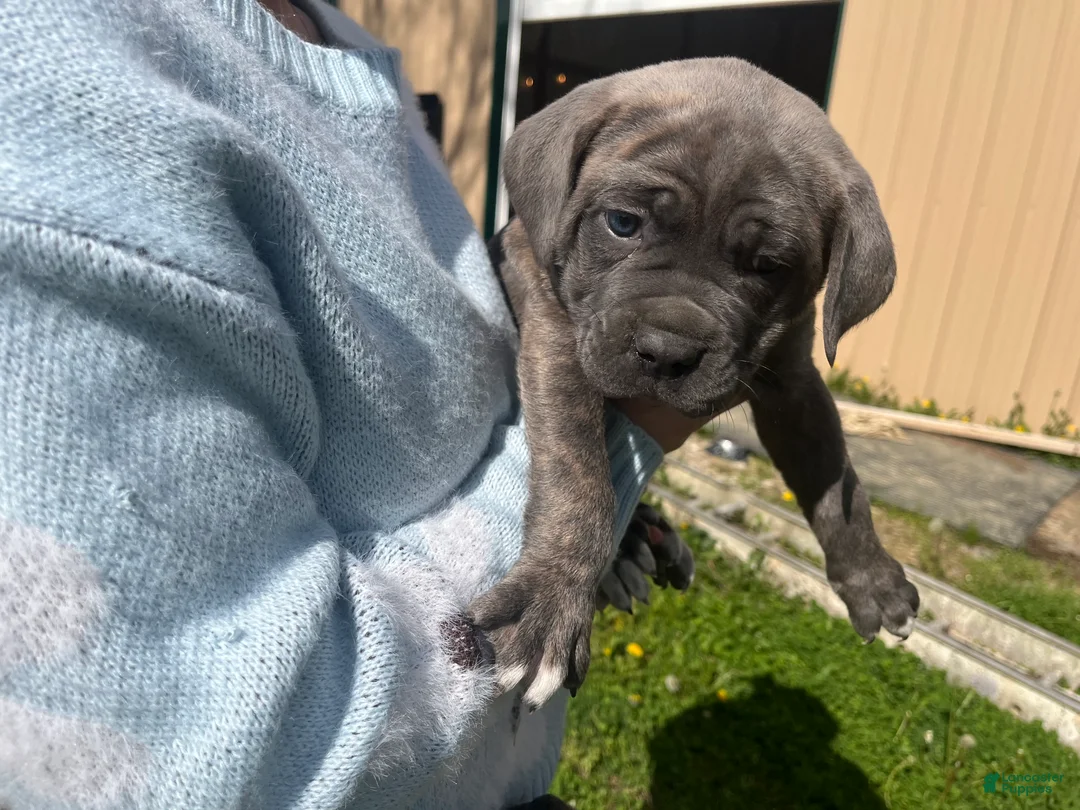 Cane Corso dogs for sale: Cane Corso Puppy 4 - Ad 2