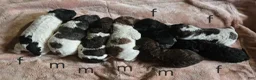 Newfypoo dogs for sale: Dr. Pepper - Ad 7