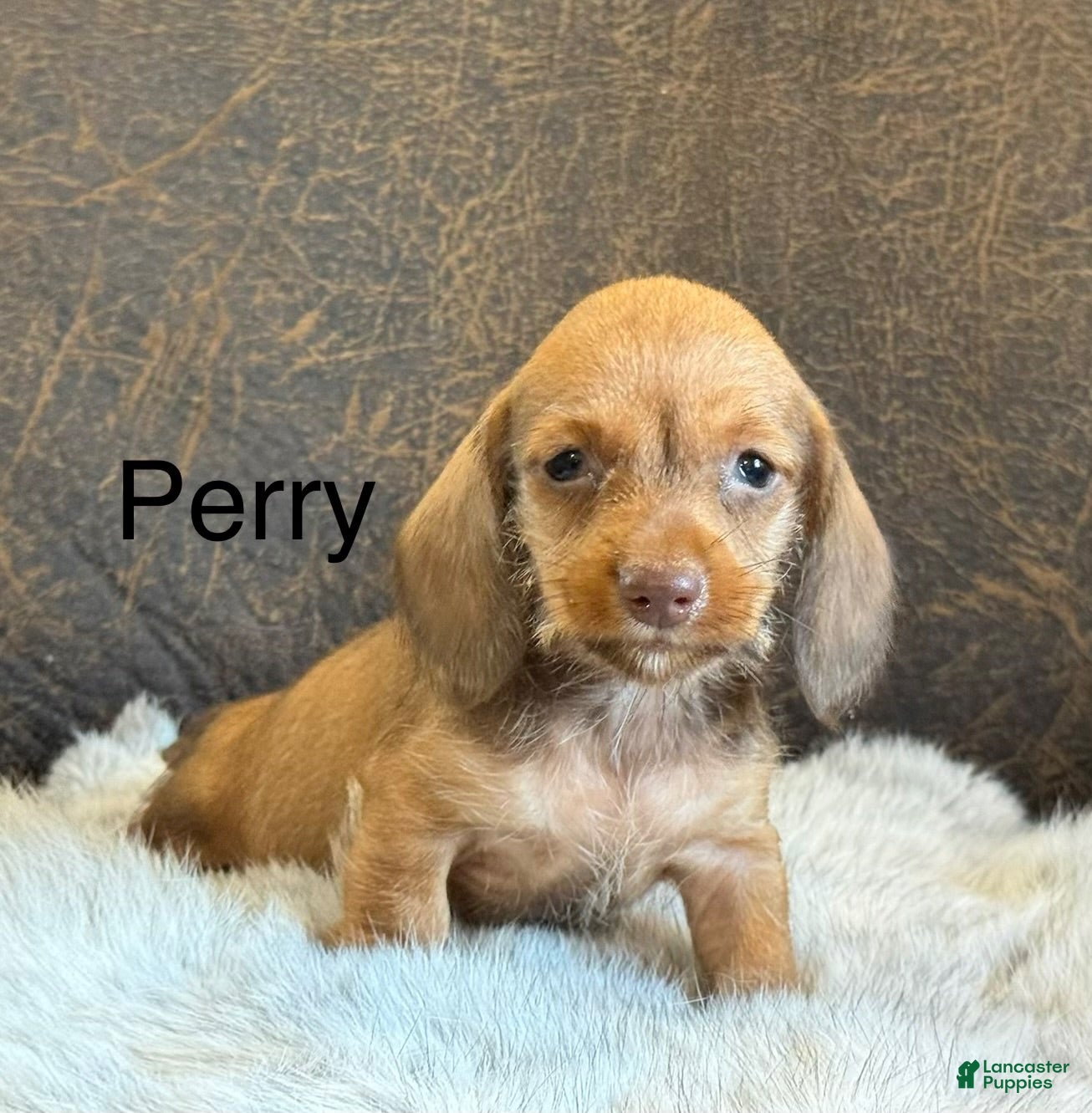 Miniature Dachshund dogs Perry - Ad 1