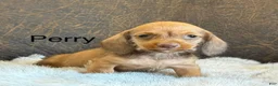 Miniature Dachshund dogs for sale: Perry - Ad 1
