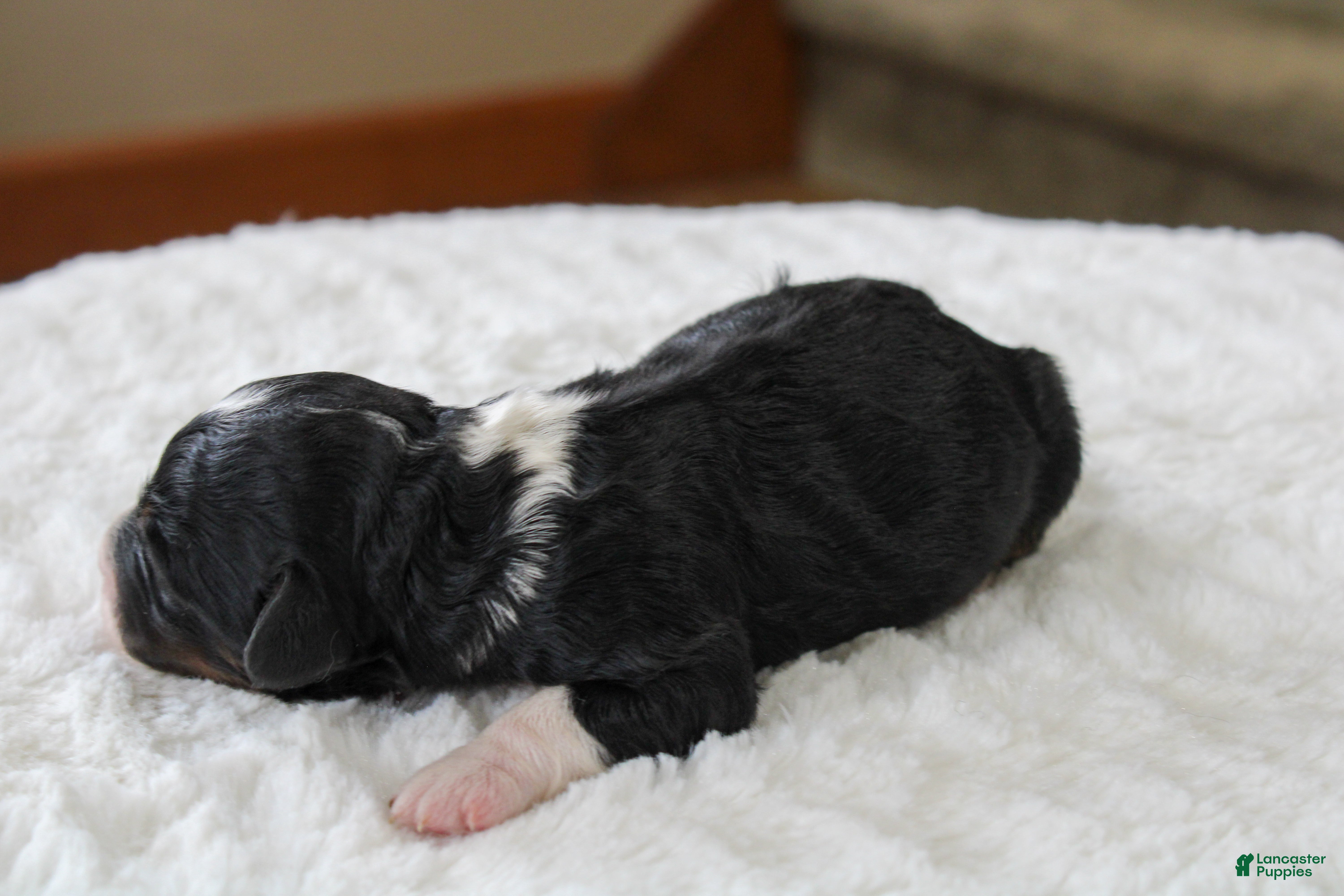 Mini Bernedoodle dogs Rover - Ad 2