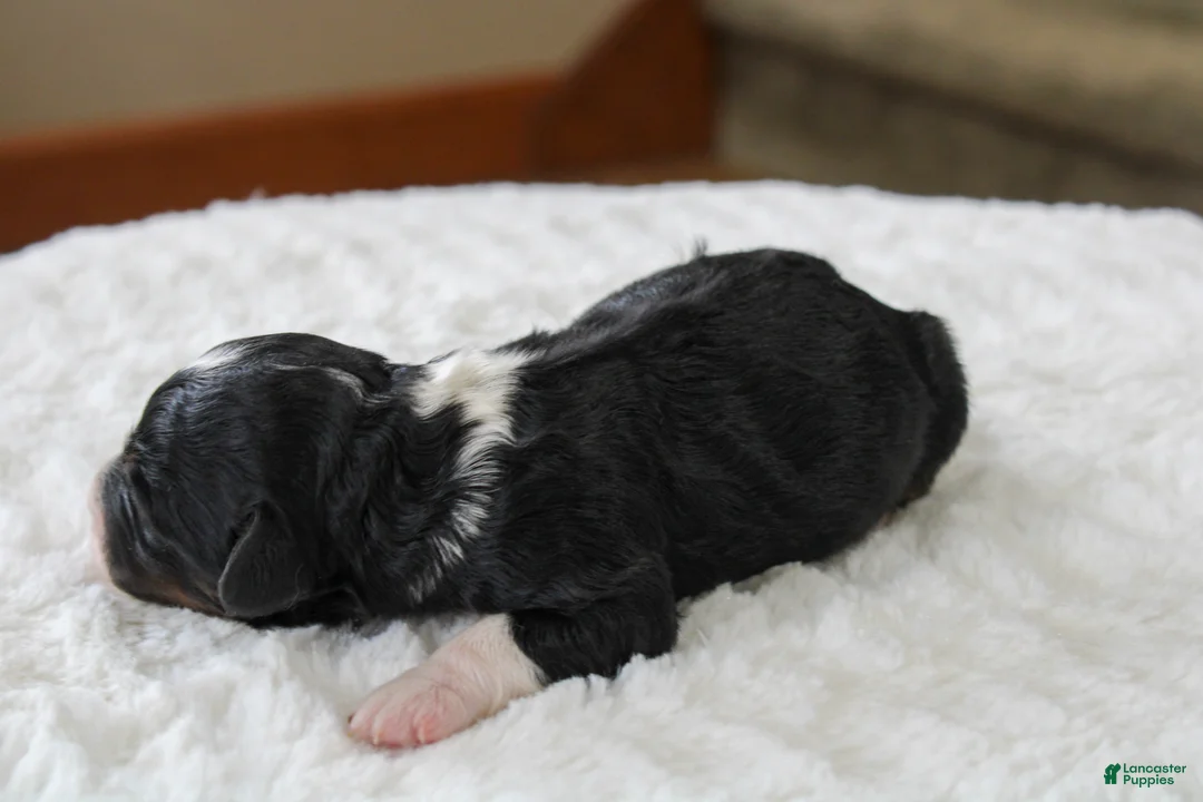 Mini Bernedoodle dogs for sale: Rover - Ad 2