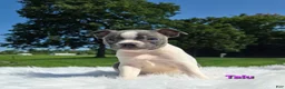 Boston Terrier dogs for sale: Talu - Ad 4