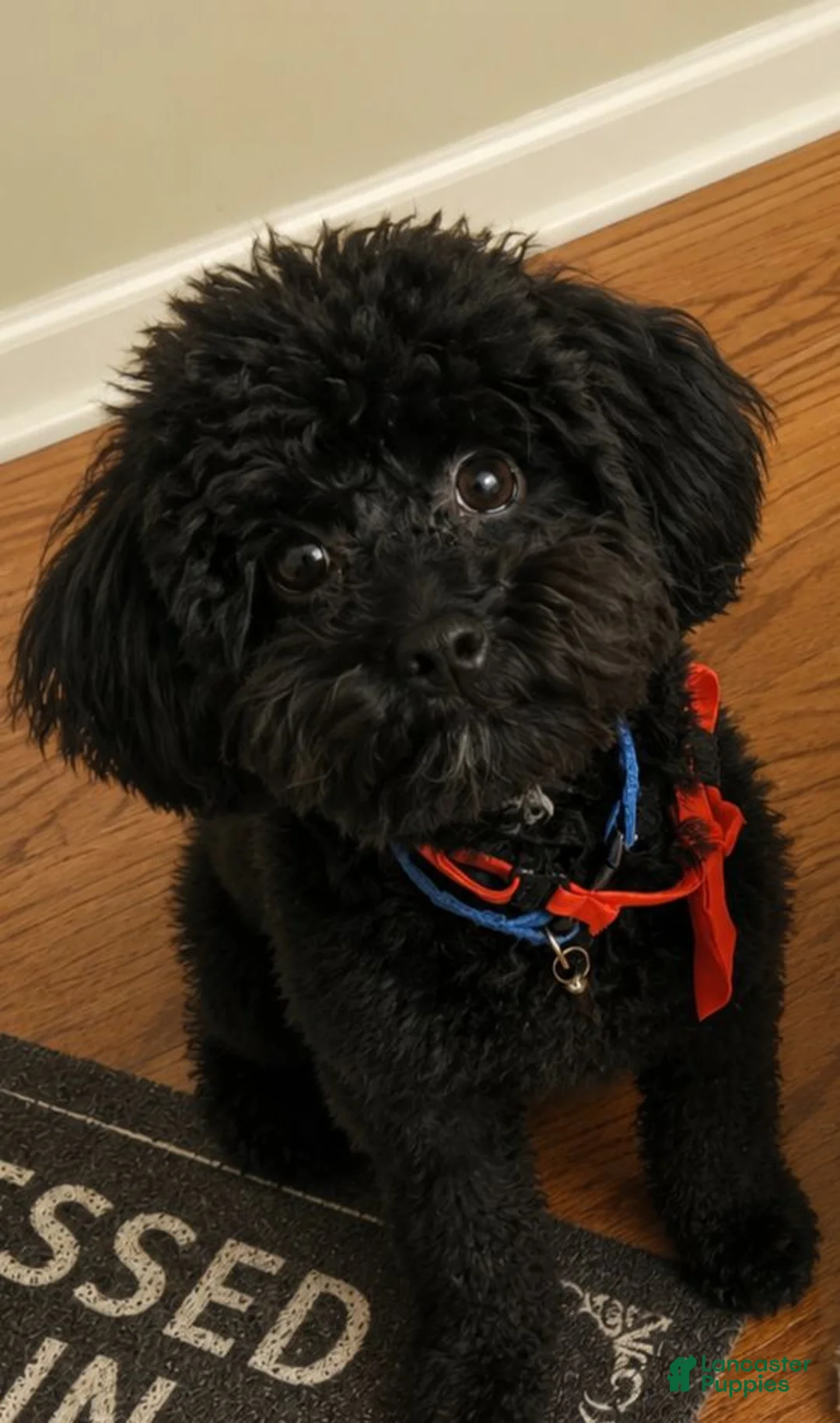 Shihpoo dogs for sale: Shihpoo 3 - Ad 3