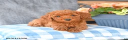 Miniature Poodle dogs for sale: Minnie - Ad 2