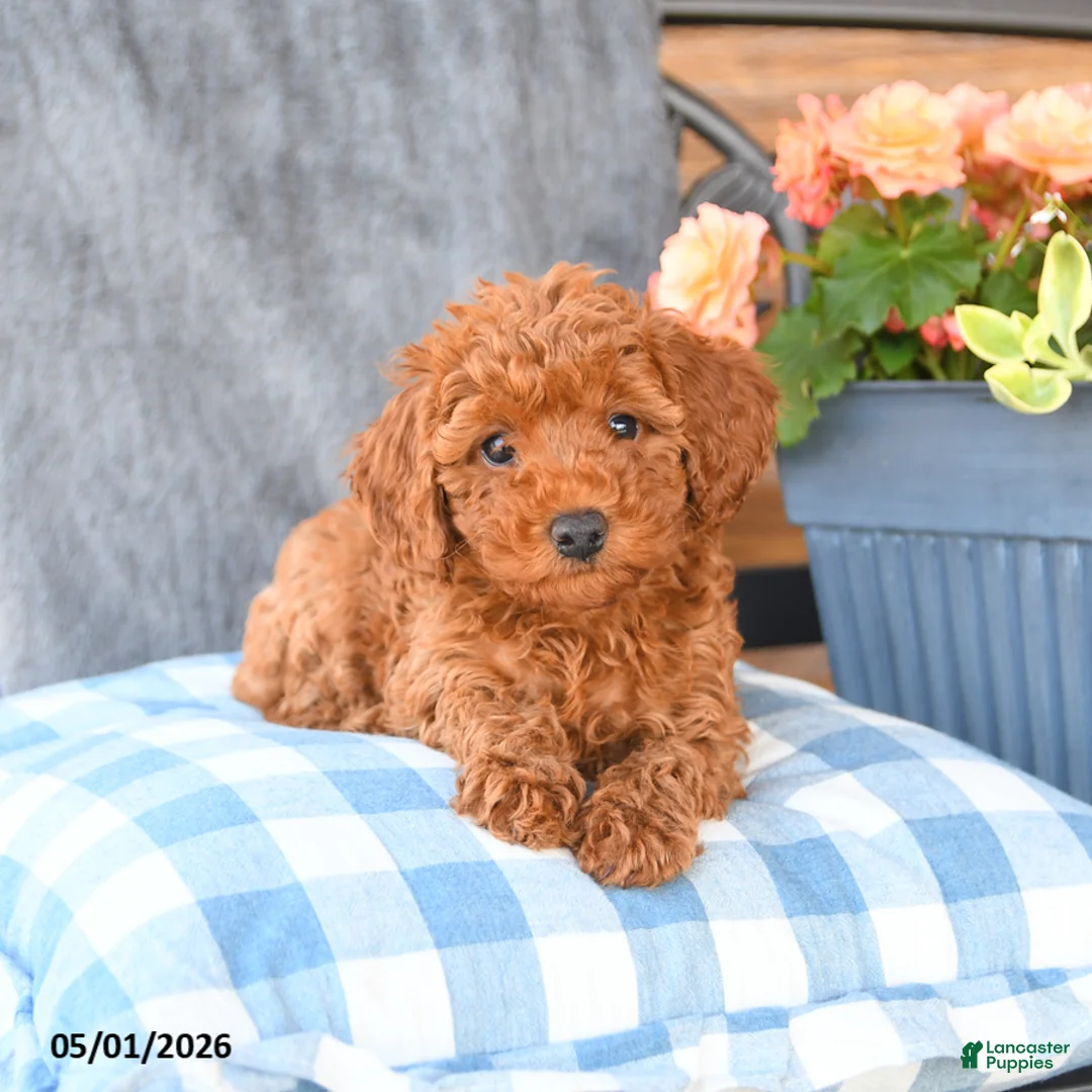Miniature Poodle dogs for sale: Minnie - Ad 2