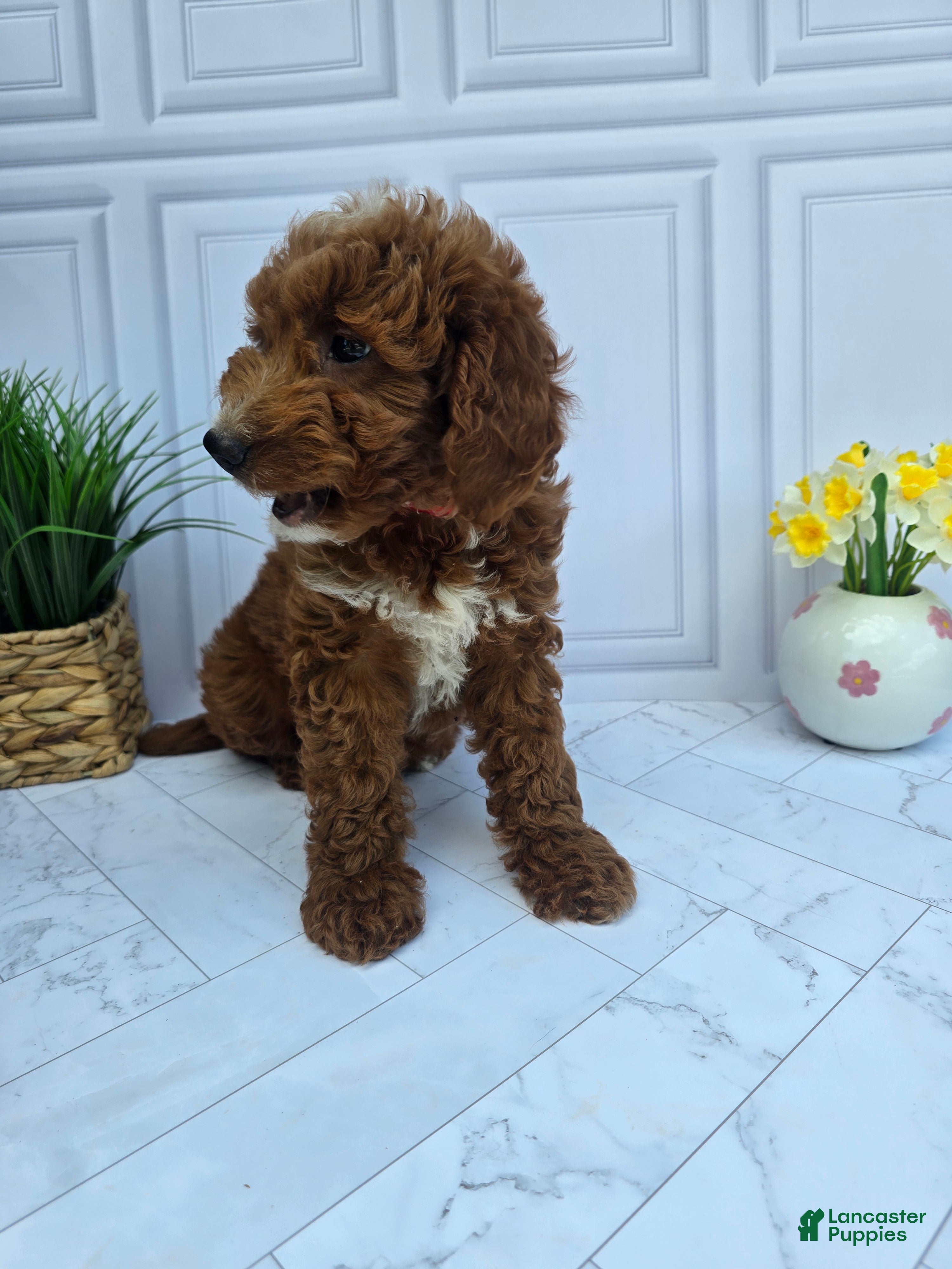 Mini Goldendoodle dogs Mini Goldendoodle 2 - Ad 2