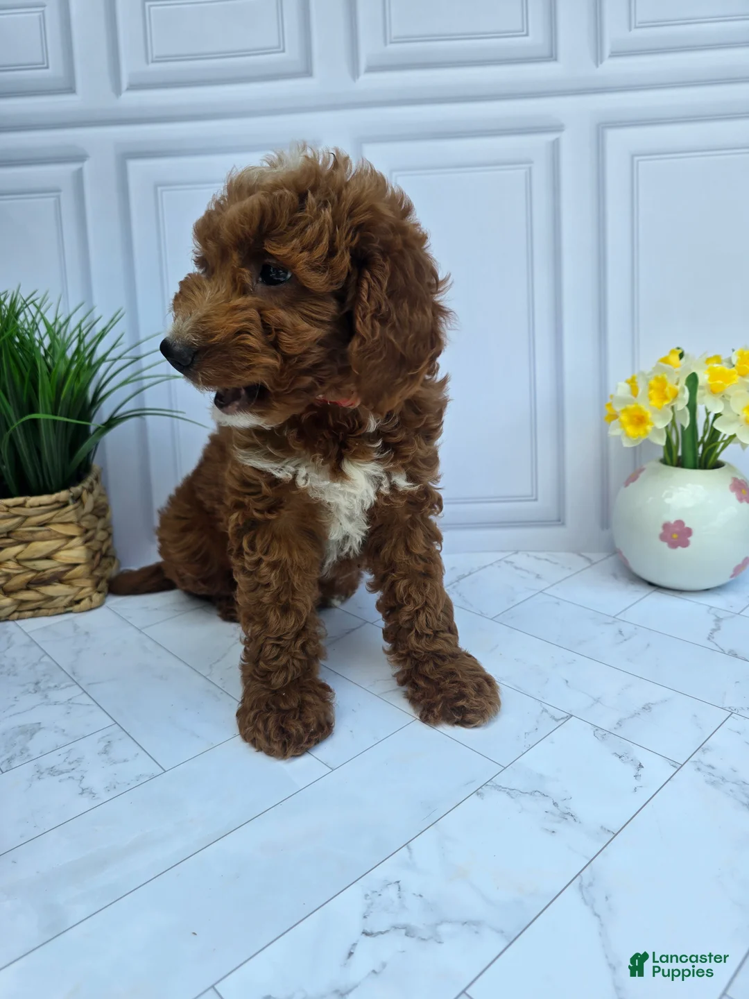 Mini Goldendoodle dogs for sale: Mini Goldendoodle 2 - Ad 2