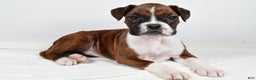 Boxer dogs for sale: Bella - Ad 1