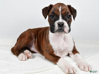 Boxer dogs Bella - Ad 31