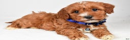 Cavapoo dogs for sale: Tanner - Ad 4