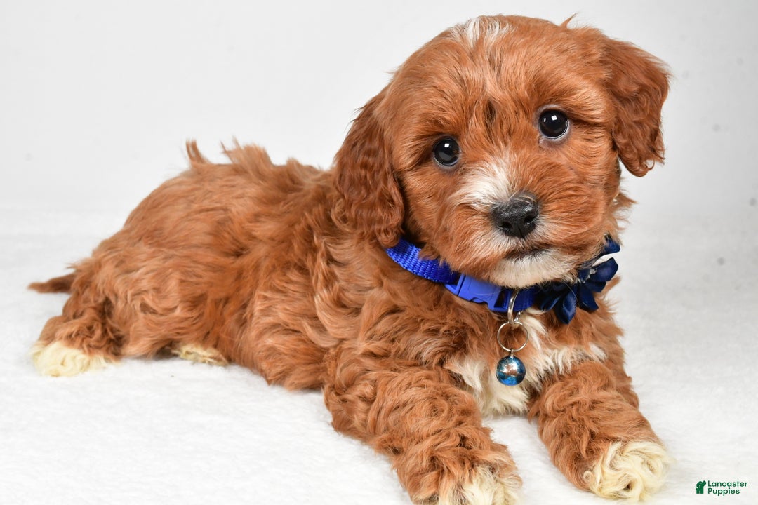 Cavapoo dogs for sale: Tanner - Ad 4