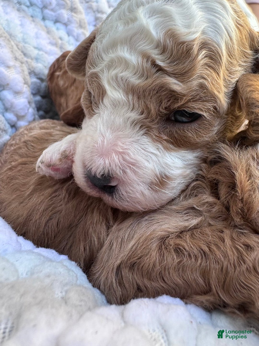 Cavapoo dogs for sale: Sugar - Ad 6