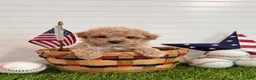 Cavapoo dogs for sale: Slugger - Ad 3