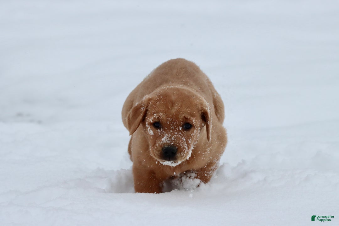 Goldador dogs for sale: Buttercup - Ad 1