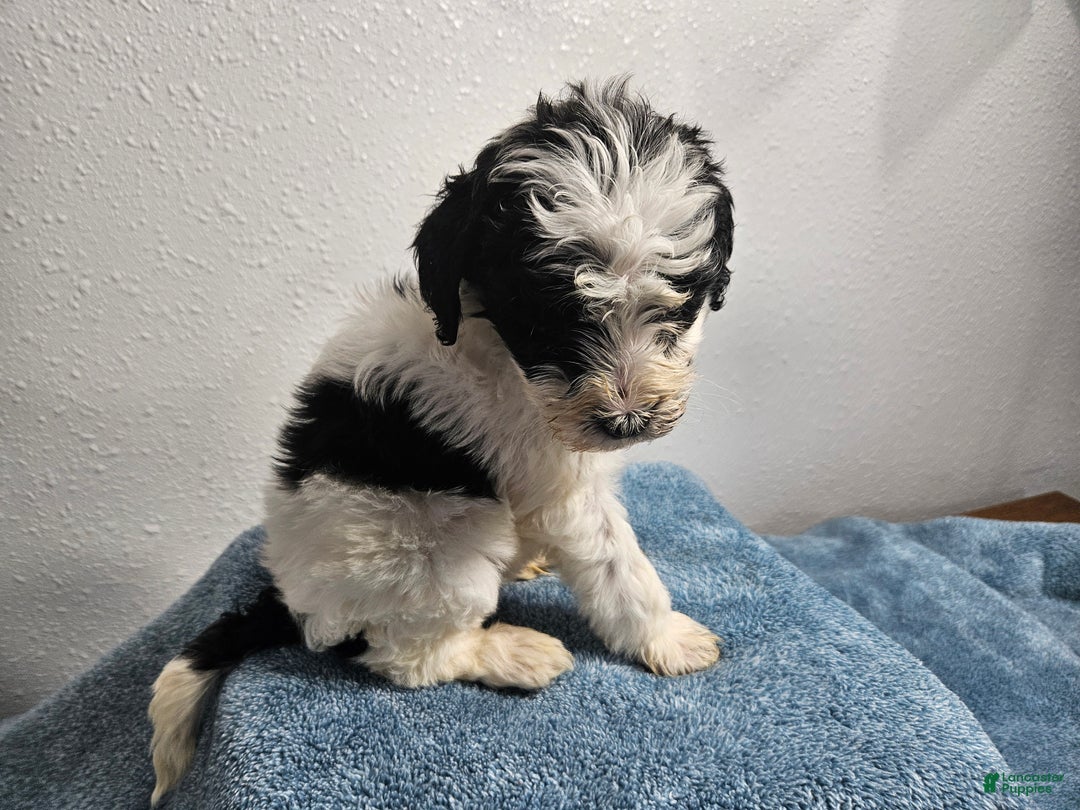 Goldendoodle dogs for sale: Kane  - Ad 3