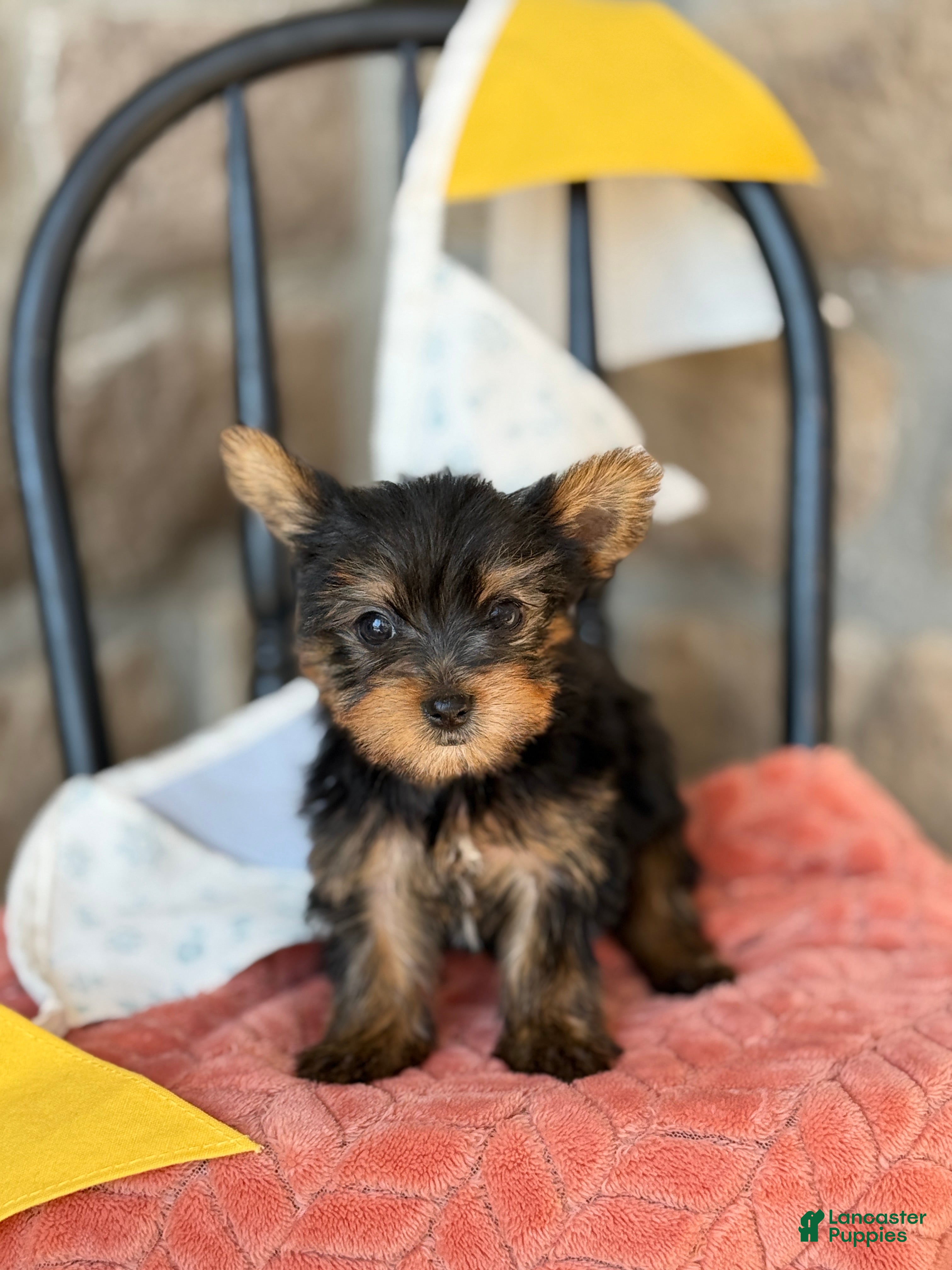 Yorkshire Terrier dogs Bella - Ad 1