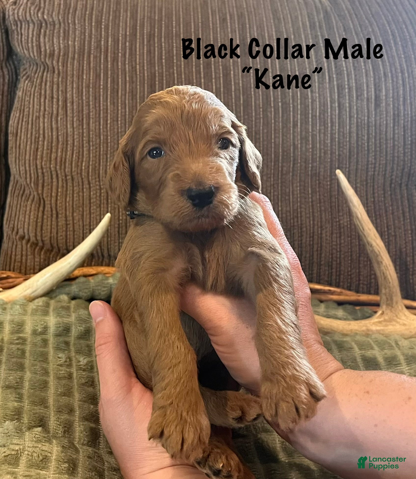 Irish Doodle dogs Black Collar - “Kane” - Ad 2
