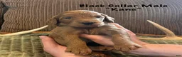 Irish Doodle dogs for sale: Black Collar - “Kane” - Ad 4