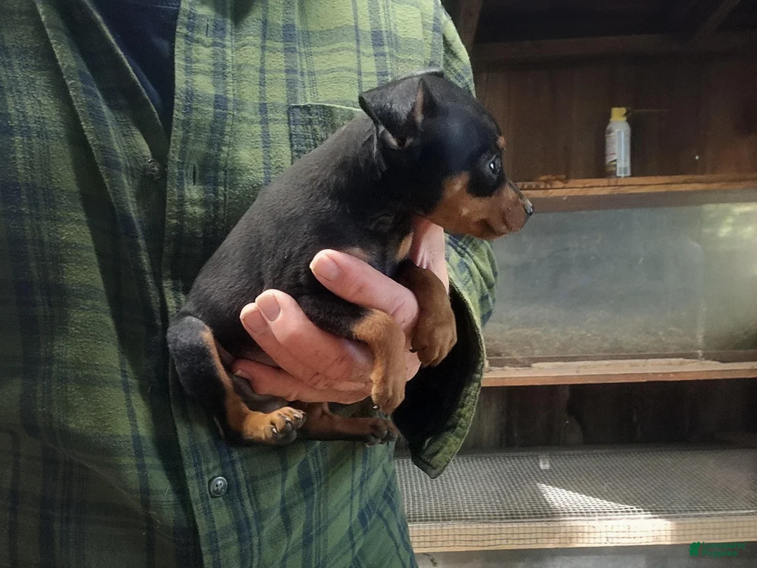 Miniature Pinscher dogs for sale: Benny - Ad 1