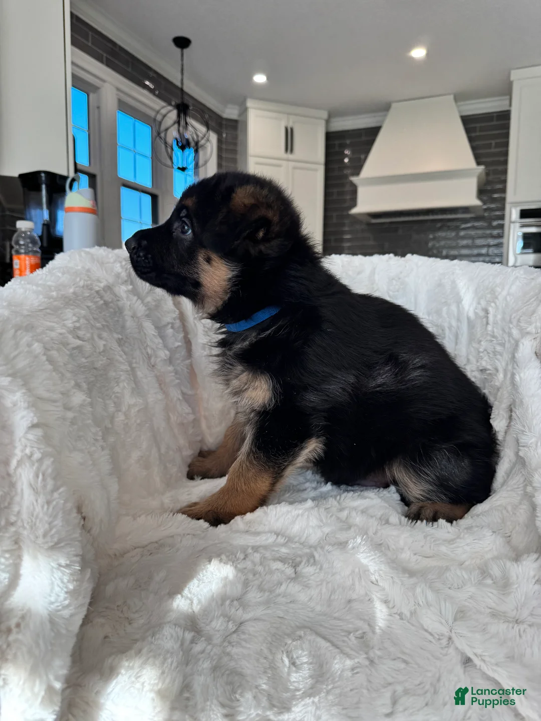 German Shepherd dogs for sale: German Shepherd Puppy 1 - Ad 16