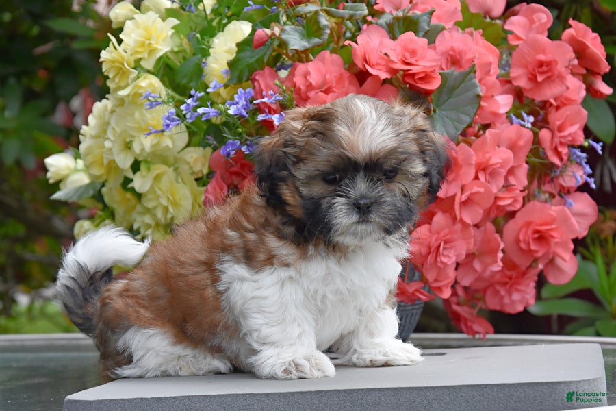 Shih Tzu dogs Madeline - Ad 2