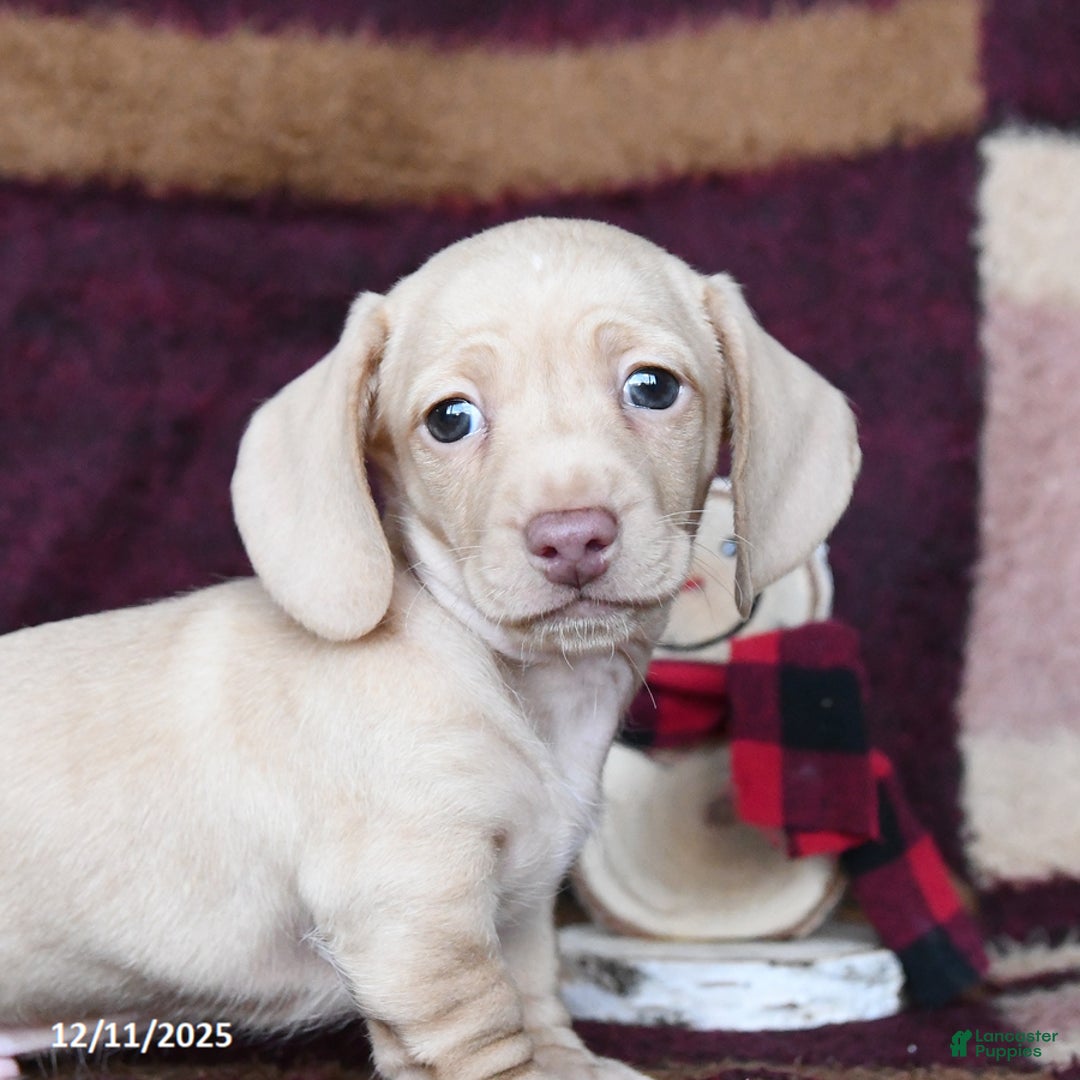 Dachshund dogs for sale: Coconut - Ad 3