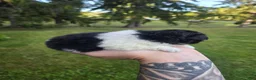 Pekingese dogs for sale: Deja Vu - Ad 8