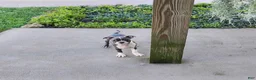 Boston Terrier dogs for sale: Razzle - Ad 11