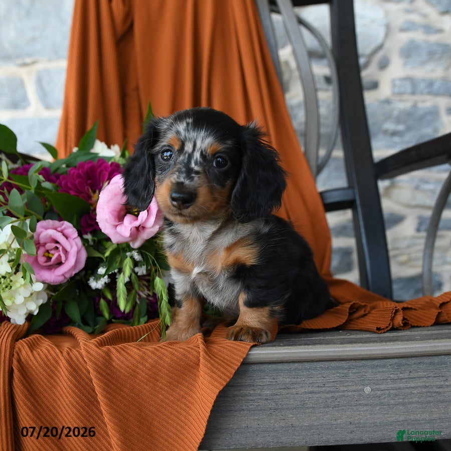 Miniature Dachshund dogs Malichi - Ad 1