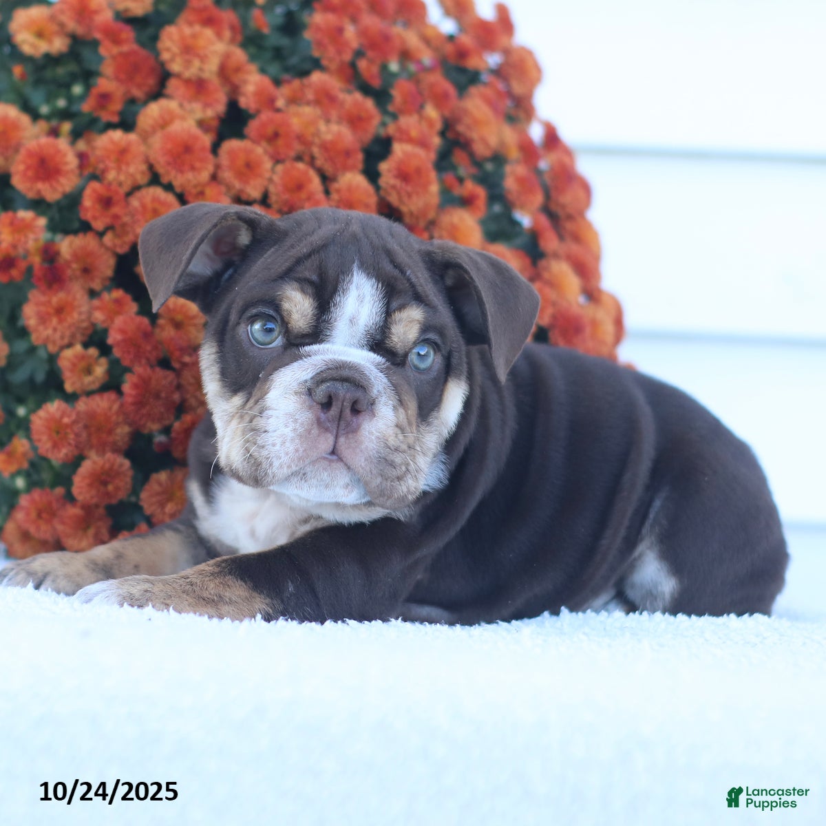 English Bulldog Puppies for sale in Hamilton, Ohio Lancaster Puppies