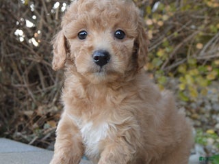 Mini Goldendoodle dogs - Ad 17