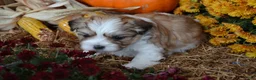 Malshi dogs for sale: Sevin - Ad 3