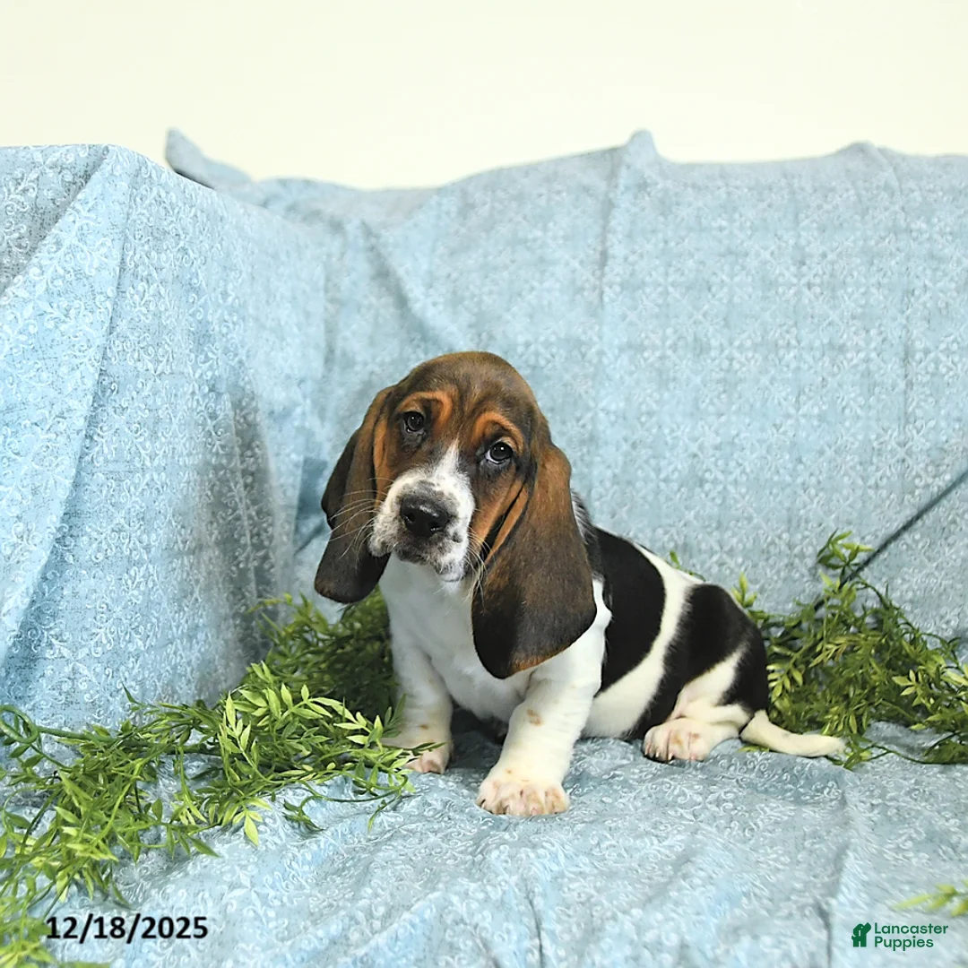 Basset Hound dogs for sale: Hazel - Ad 4