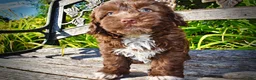Havapoo dogs for sale: Chewy - Ad 6